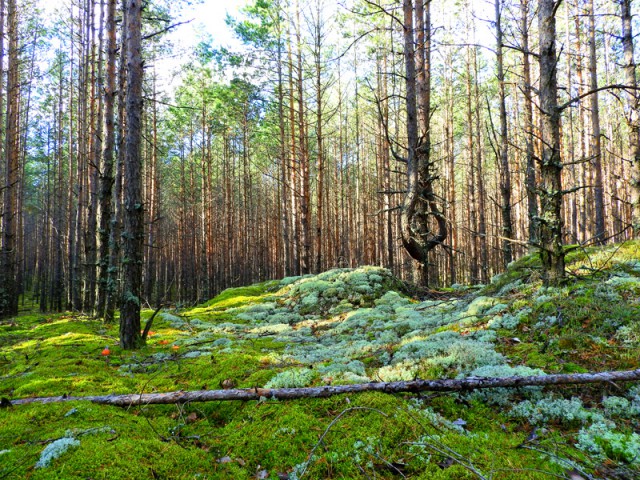 Прогулка по лесу с ножом, фотоаппаратом и ведром.