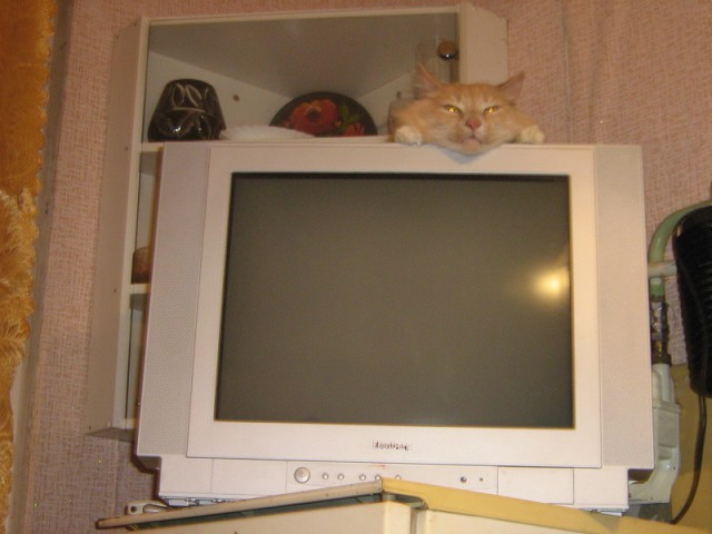Выглядывающие коты