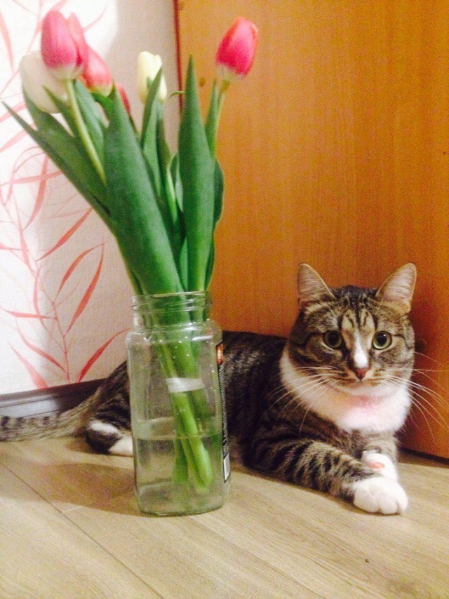 Коты и Кошки