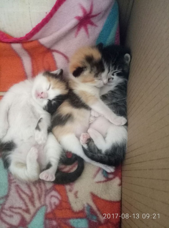 Котовторник  15.08.2017