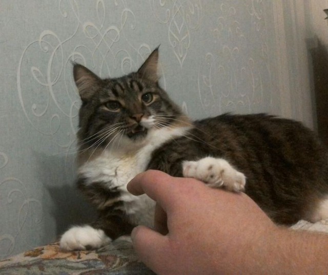 Котовторник