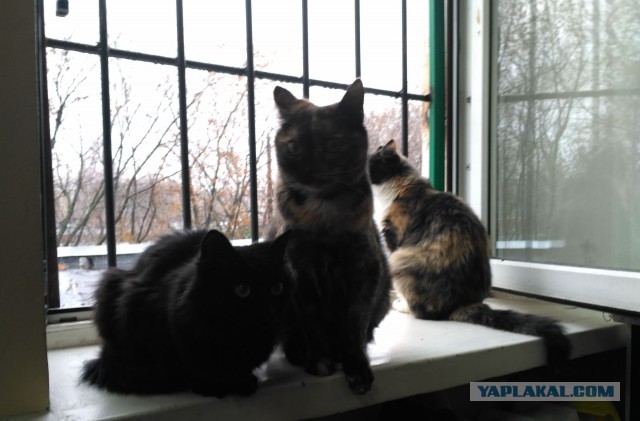 Котовторник 31.10.2017