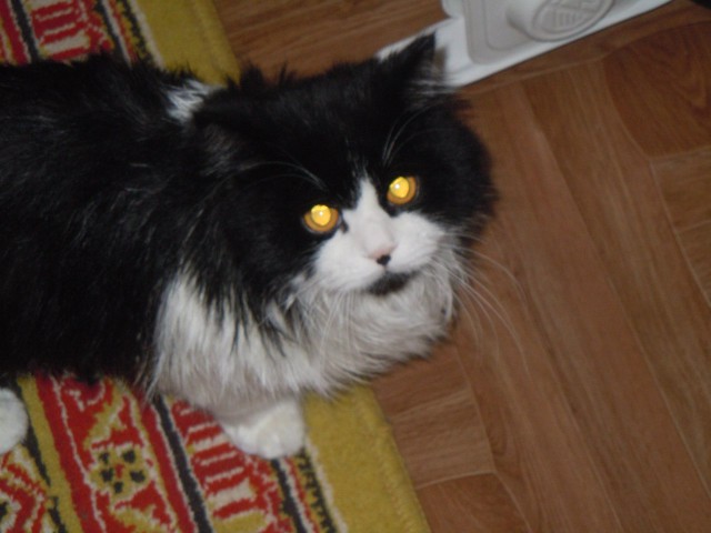 Коты и Кошки