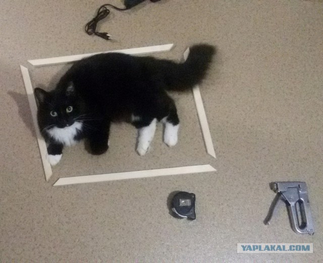 Котовторник  05.12.2017