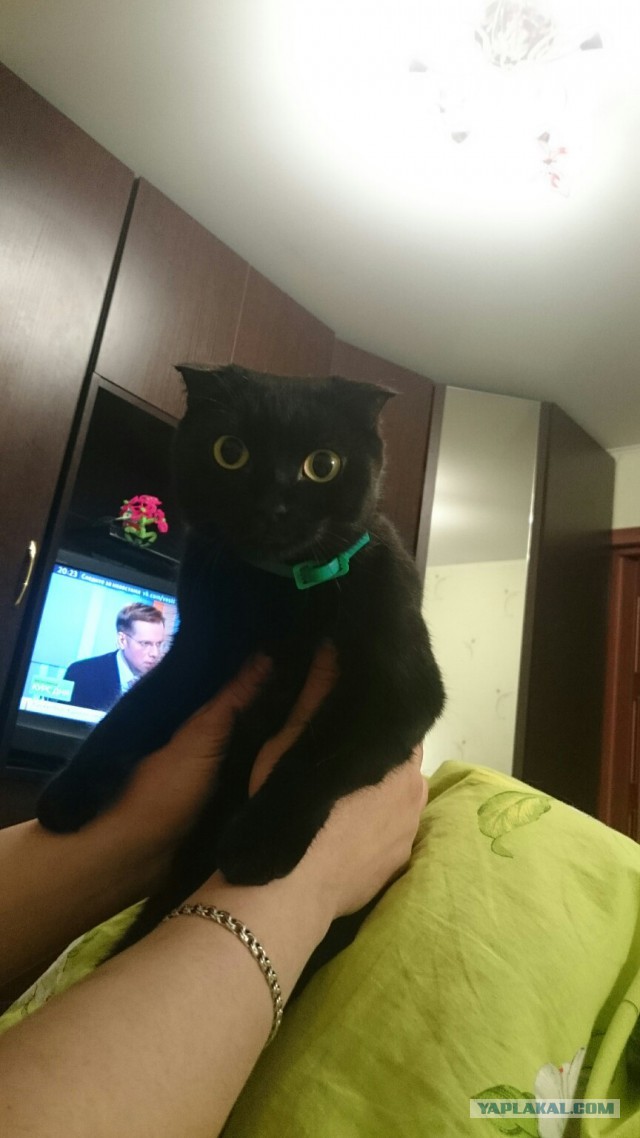 Котовторник 27.02.2018 наступил!