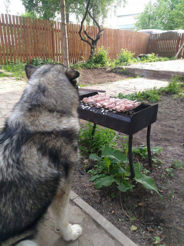 Живность из сети