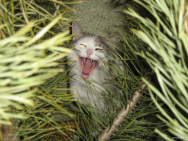Новогодний КОТОВТОРНИК!