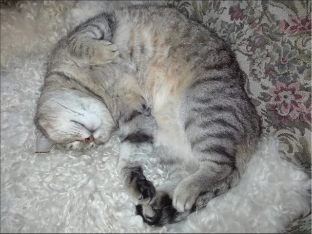 Немного милоты