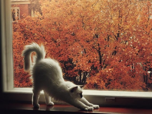 Прикольных котов пост