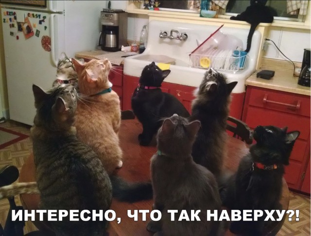 Немного милоты