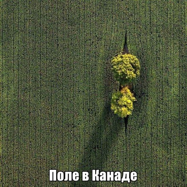 Нестандартный юмор