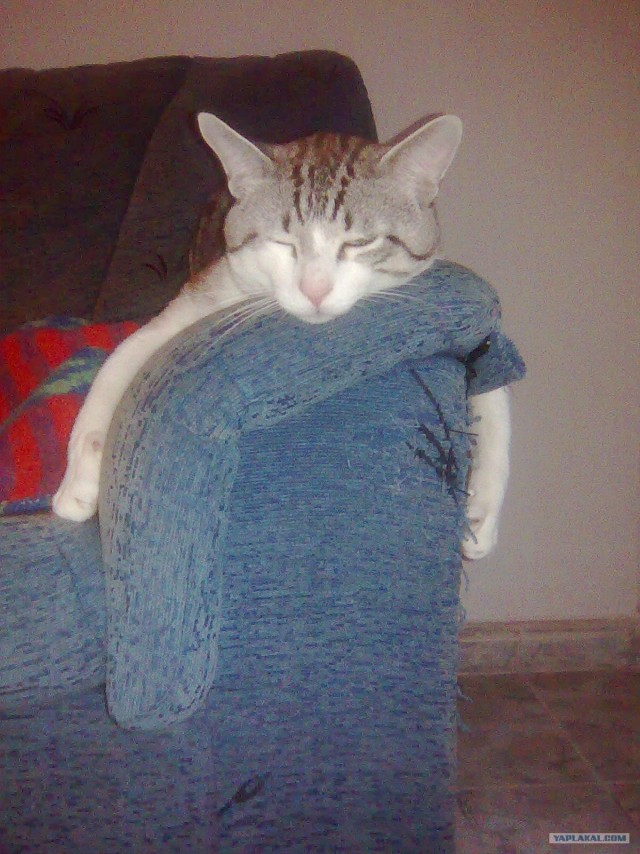 Котовторник стартует
