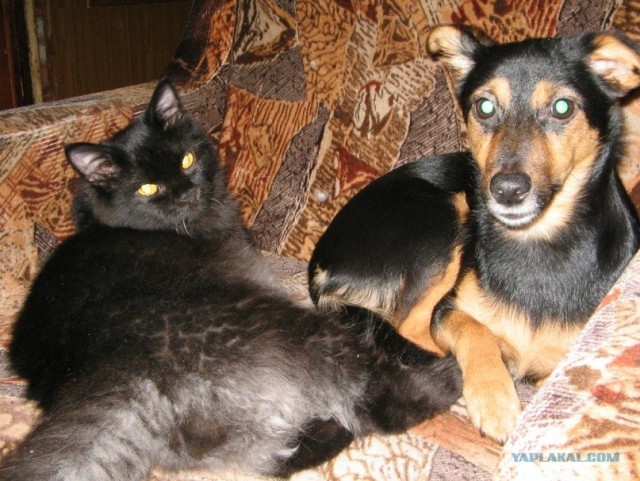 Начинаем котовторник!
