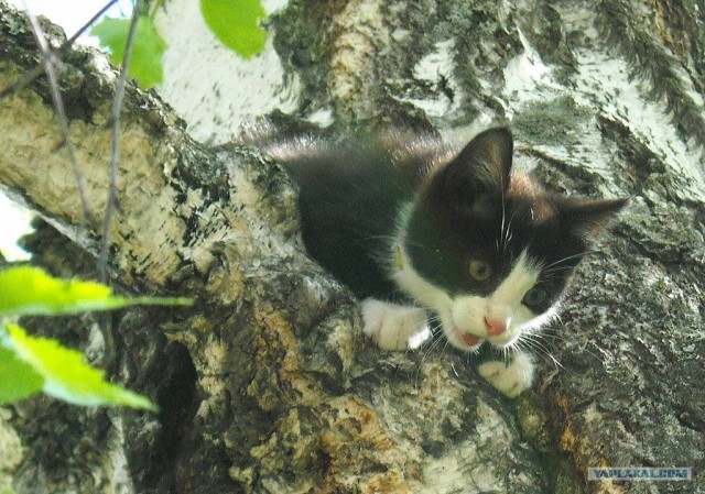 Котовторник  07.06.11