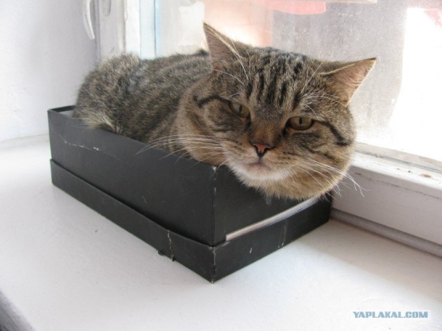 Первый котовторник июля
