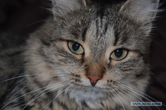 Коты до и после