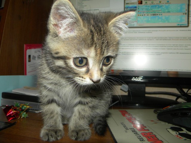 Котовторник 17 января
