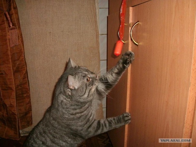 Котовторник (07.02.2012)