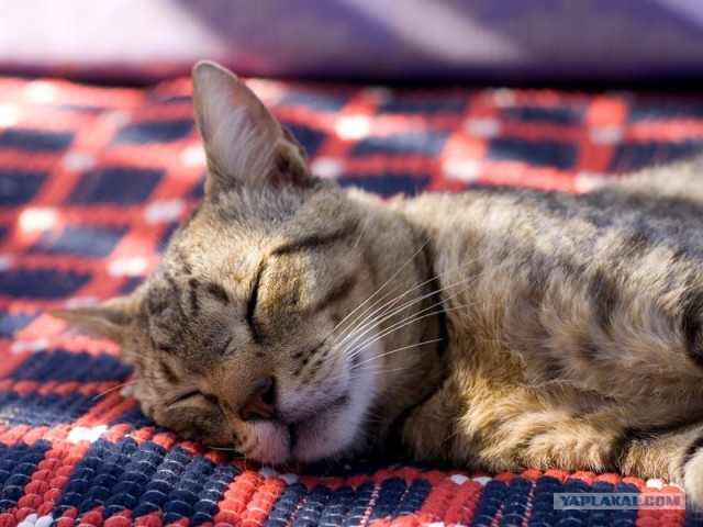 Котовторник (21.02.2012)