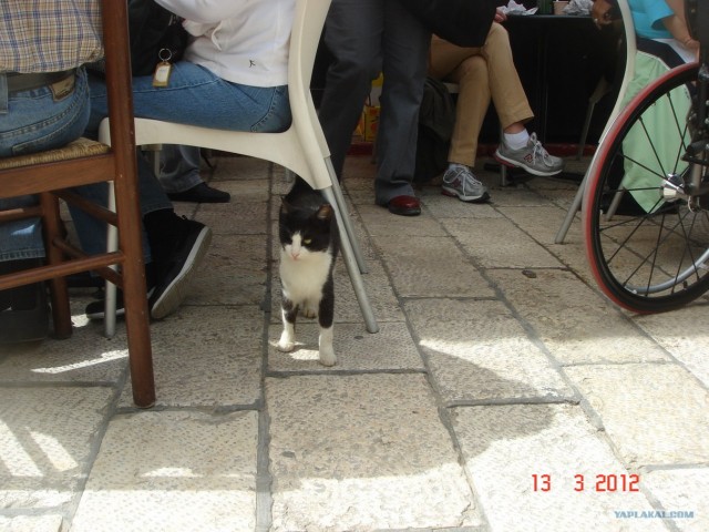 Котовторник 20.03.2012