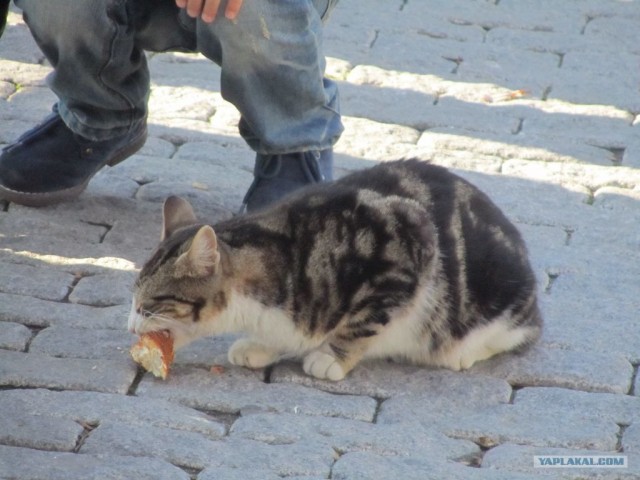 Котовторник 27.03.2012