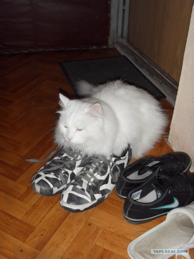 Котовторник 29.05.2012