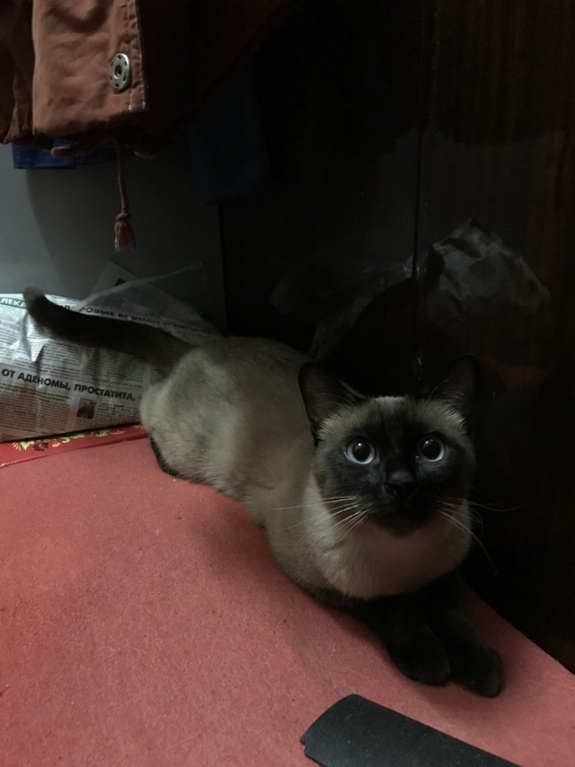 Прикольных котов пост
