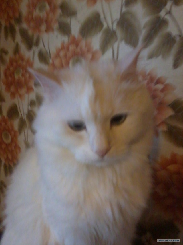 Котовторник  14.08.2012.