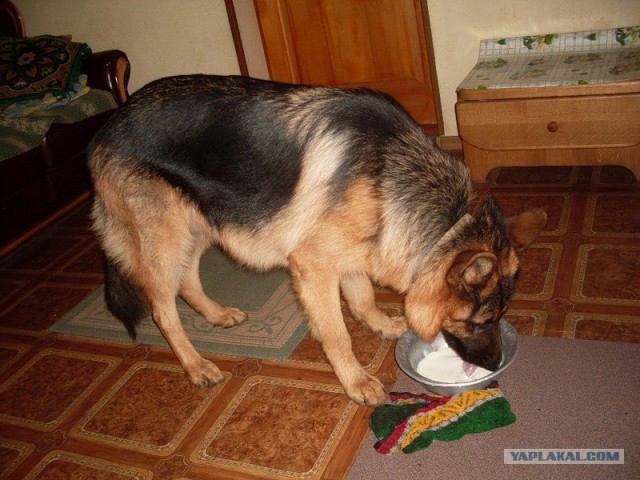 Собакочетверг!