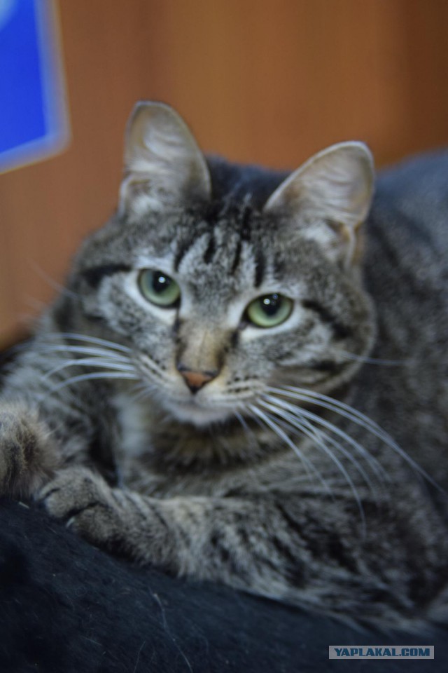 Котовторник 19.02.2019