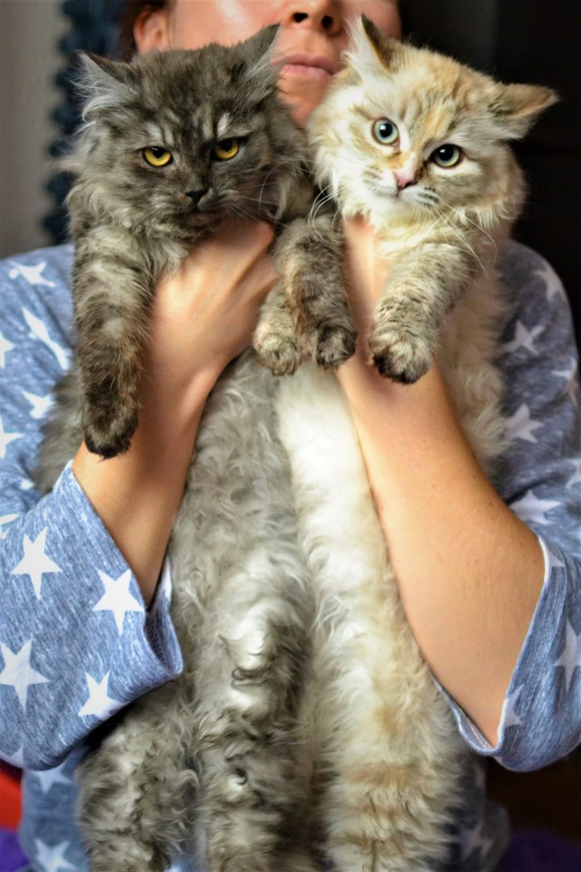 Забавные фото котеек