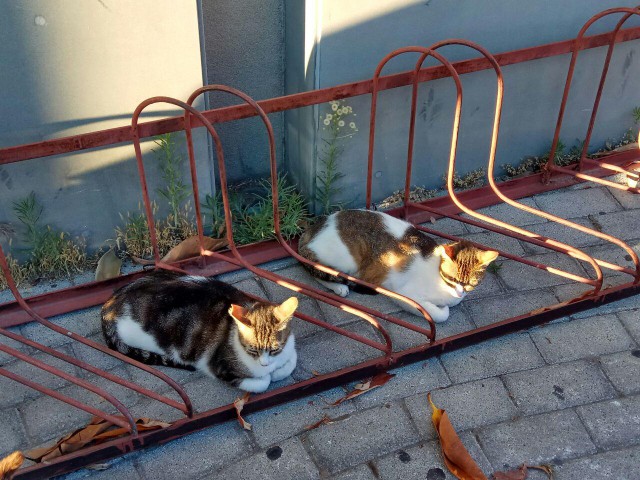 Живность из сети