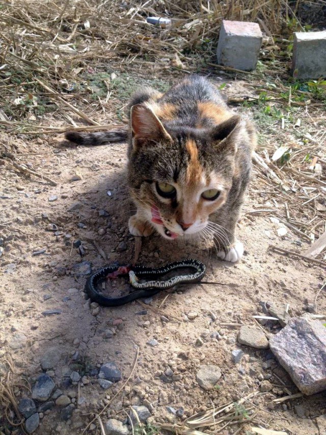 Забавные картинки с котами из сети