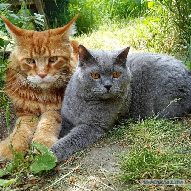 ЯП в кошках