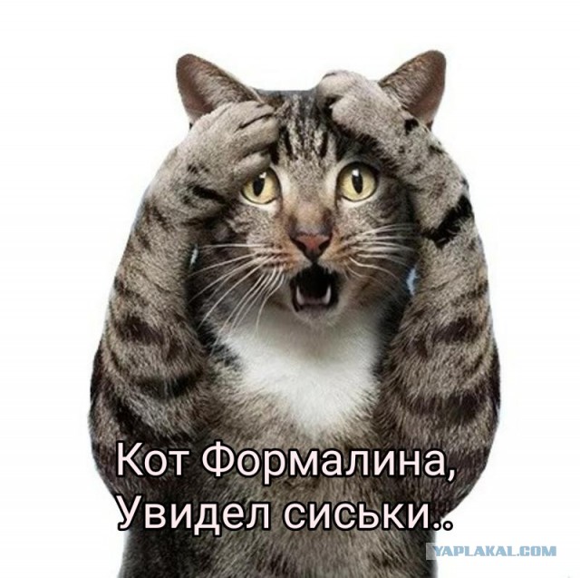 Коротко о ЯПлакал в картинках