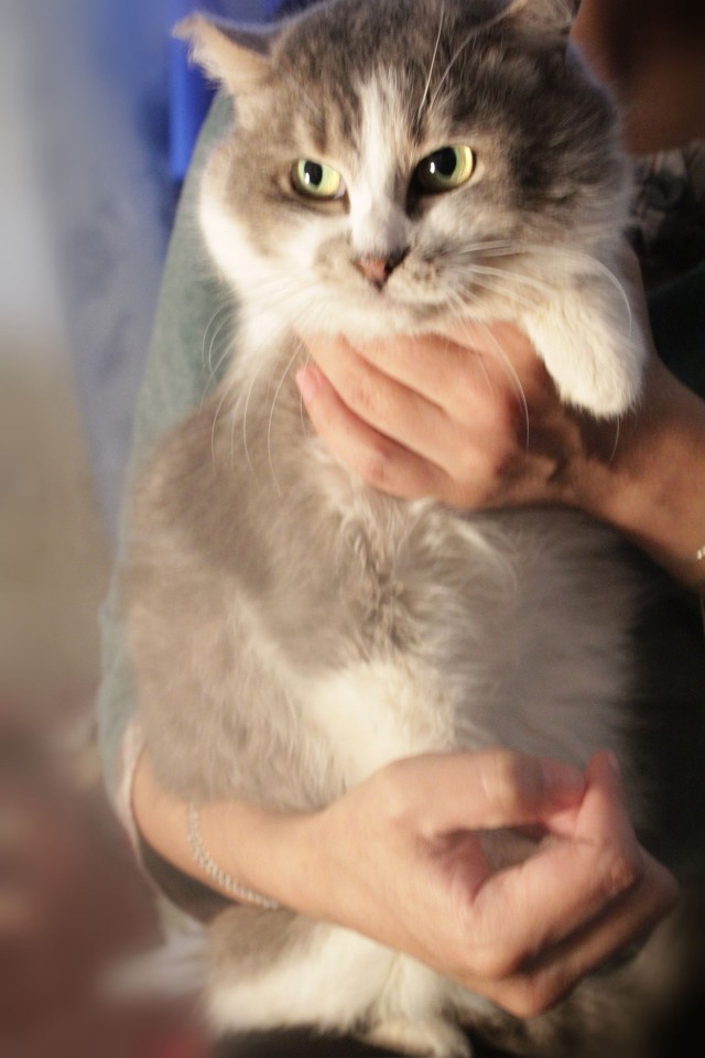 Котики