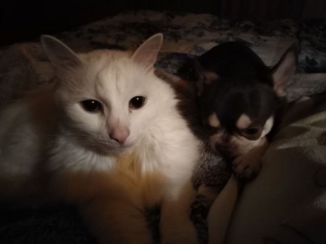 Давайте по котикам, которые с нами на самоизоляции