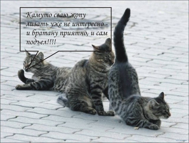 Подпиши фото!