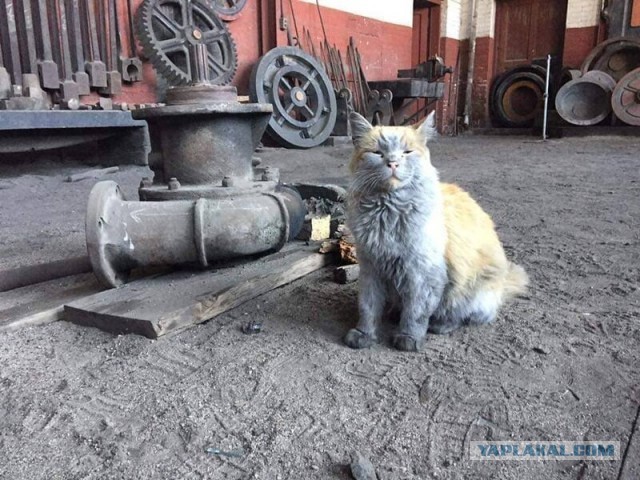 Не знаю, что делать - мелкий черный кот