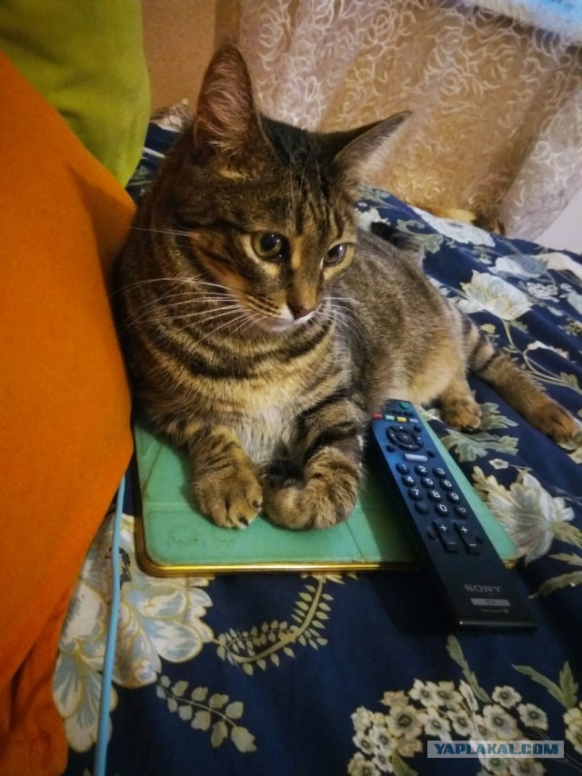 Котовторник