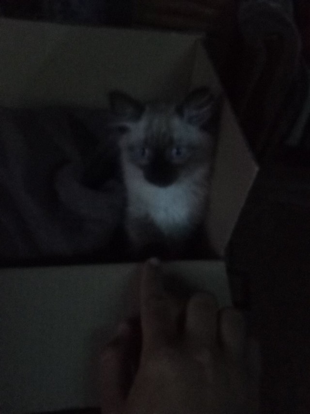 Эти забавные животные