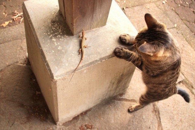 Котовторник?! Коты во вторник!