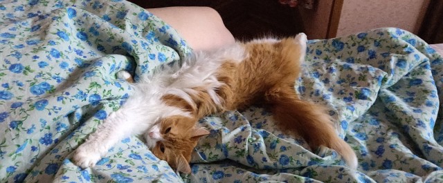 Смешные коты 25.08.20
