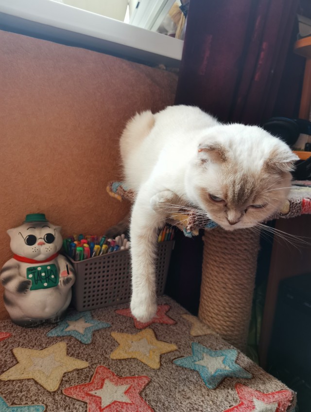 "Удоли!" Дурацкие фото котеек, которые они просили не показывать
