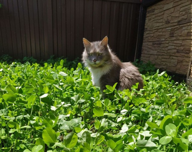 Кошке 19 лет