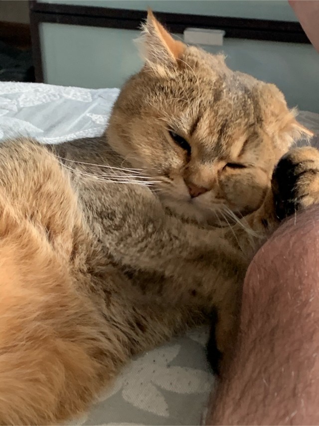 Котовторник же!