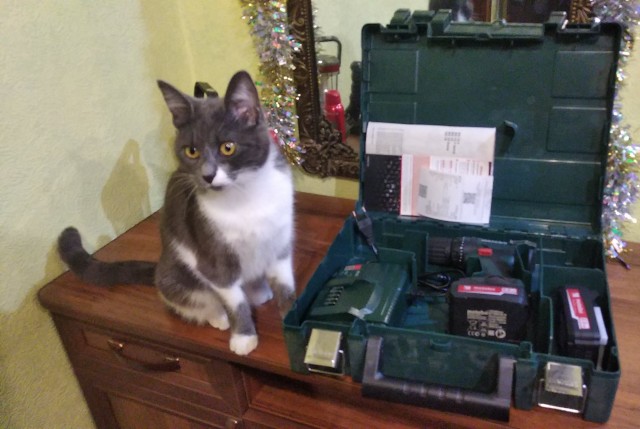Даешь котовторник!