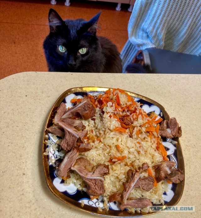 Мой самый первый КОТовторник!