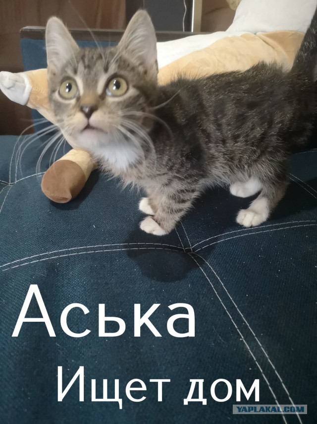 Жизнь домашнего приюта "Котоленд" 308
