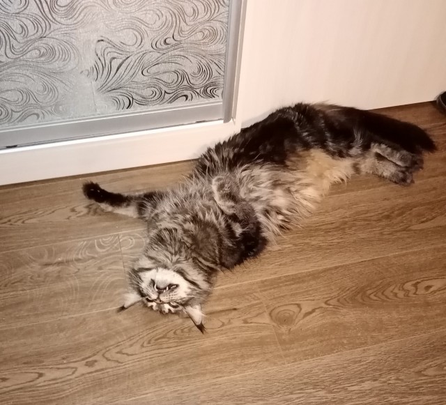 Кот Мейн-кун: царь домашних кошек!
